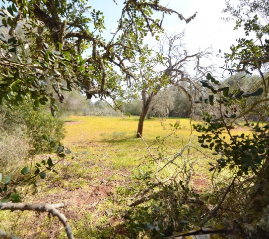Rustic land with a building project for sale between Santanyi and Cas Concos