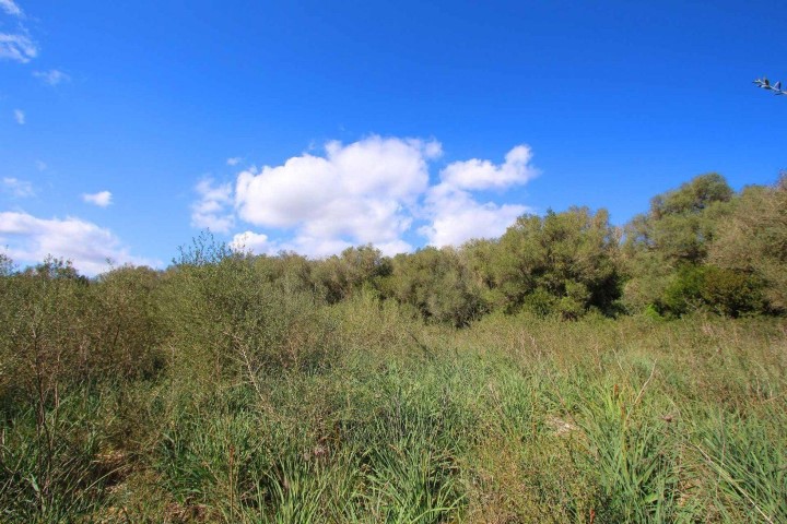Building plot with a basic project for sale very close to Manacor